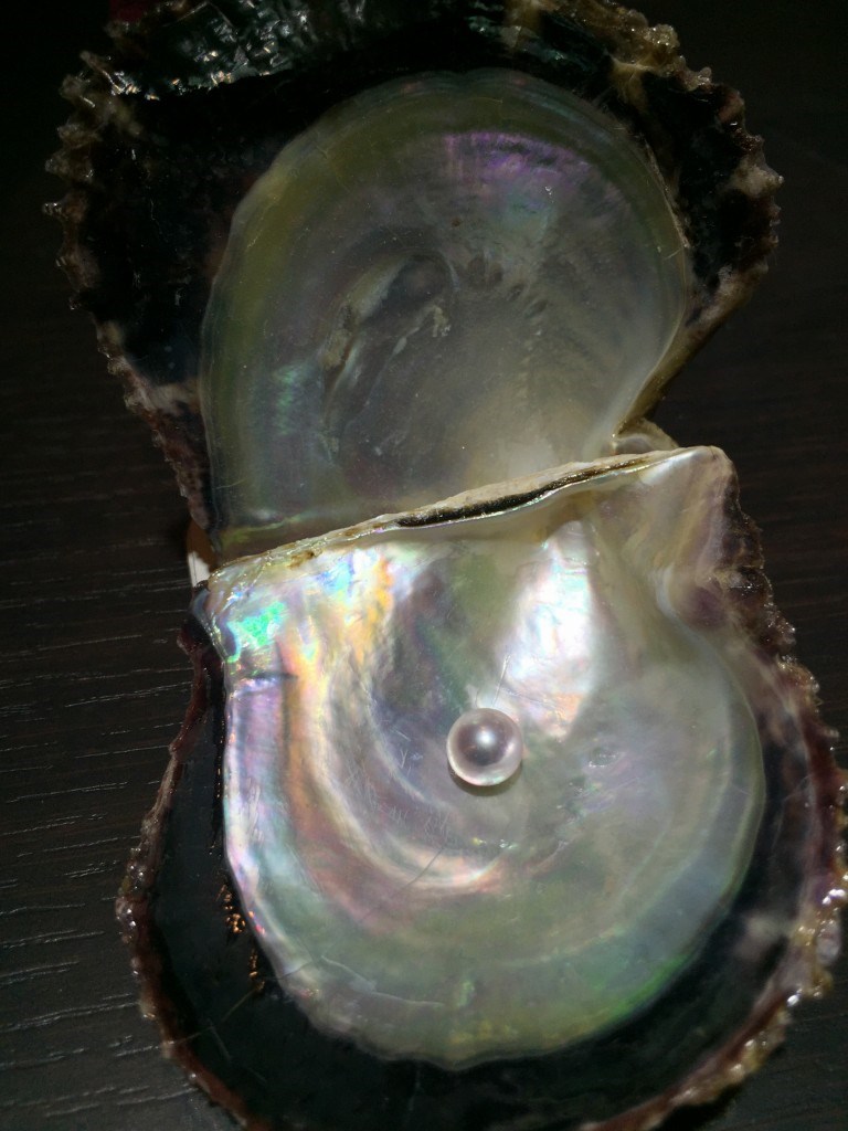 これが真珠をつくる貝、「アコヤ貝」です。 – ジュエルミキオーナーブログ